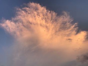 Low angle view of birds flying in sky