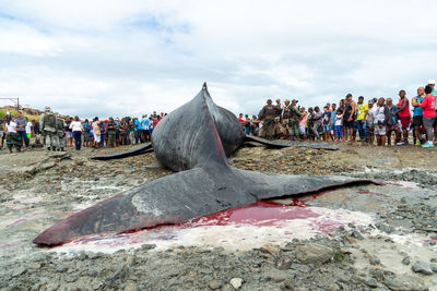  rear view of a dead humpback whale calf on coutos beach in the city of salvador, bahia.