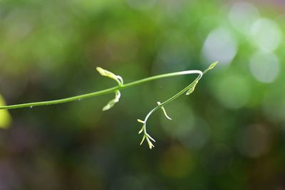 Close-up of plant against blurred background