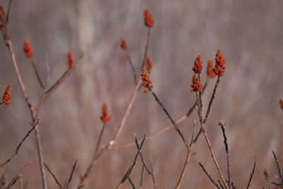 Close-up of red flowering plant against blurred background