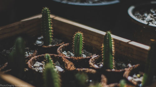 High angle view of succulent plant