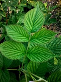 Close-up of fresh green plant