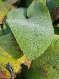 Close-up of wet leaves