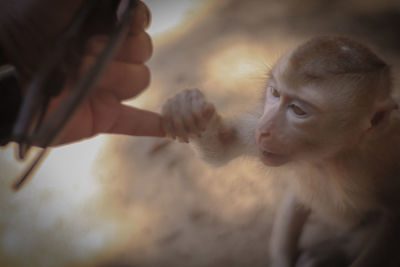 Close-up of baby holding hands