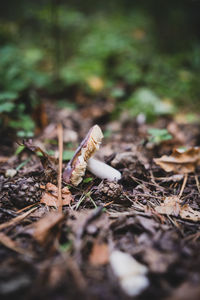 Close-up of mushroom growing on field