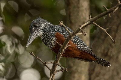 Close-up of bird perching on branch