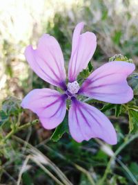 Close-up of pink flower blooming