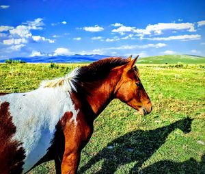 View of horse on field against sky