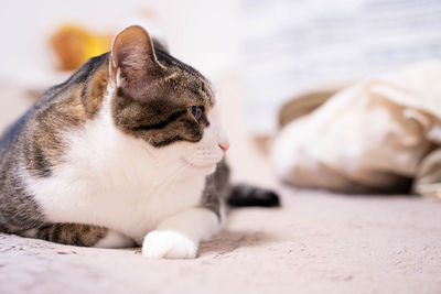 Close-up of a cat sleeping