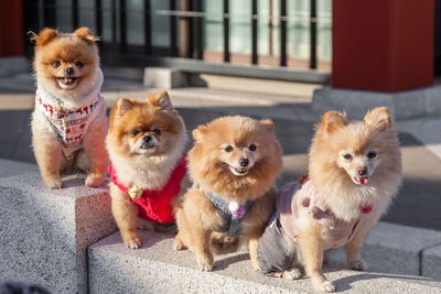 Portrait of two dogs