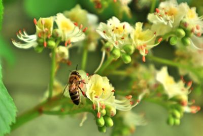 Close-up of bee pollinating on flower