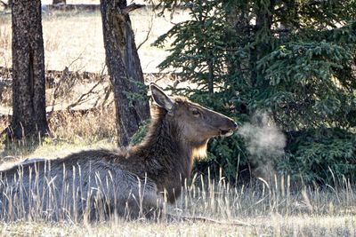 Side view of horse in forest