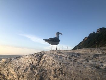 Seagull perching on rock by sea against clear sky