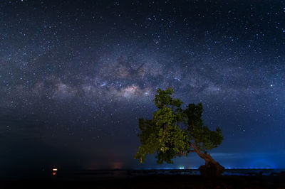 Trees against sky at night