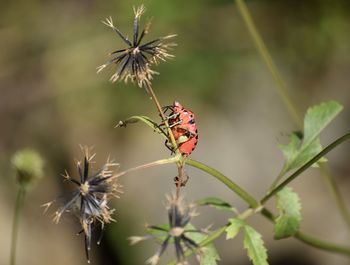 Close-up of butterfly pollinating on flower