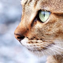 Close-up of a cat looking away