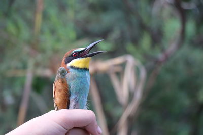 Close-up of bird perching on hand