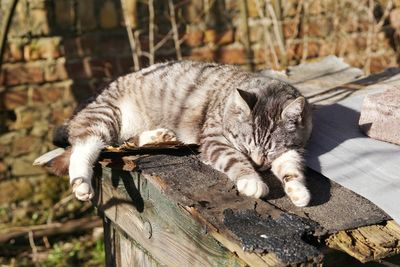 Cat sleeping on wood