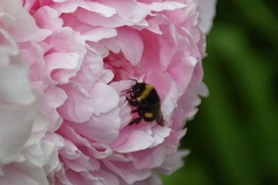 Close-up of bee pollinating on pink peony flower