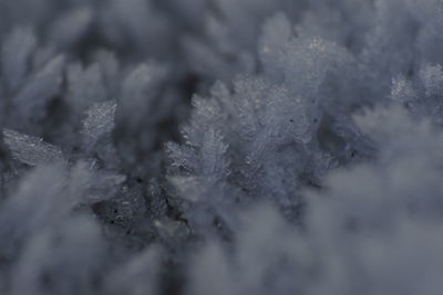 Close-up of snow flake on ground