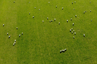 grass