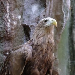 Close-up of a bird