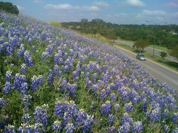 View of flowers growing in field