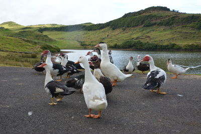 View of birds on beach