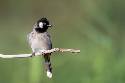 Close-up of bird perching on a plant