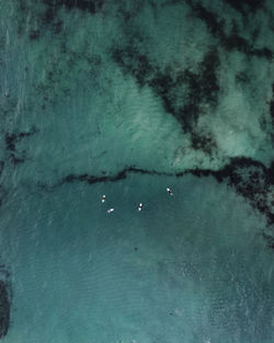 High angle view of jellyfish swimming in sea