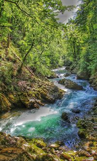 River flowing through forest