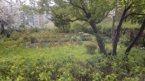 Flowers growing on tree