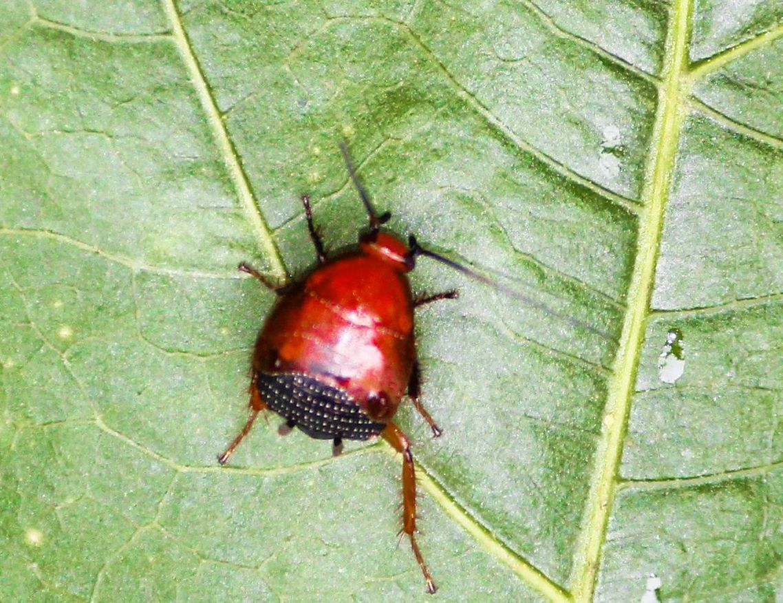 animal wildlife, one animal, invertebrate, animal themes, animals in the wild, animal, close-up, leaf, plant part, no people, insect, red, green color, beetle, nature, day, gastropod, plant, mollusk, high angle view, outdoors