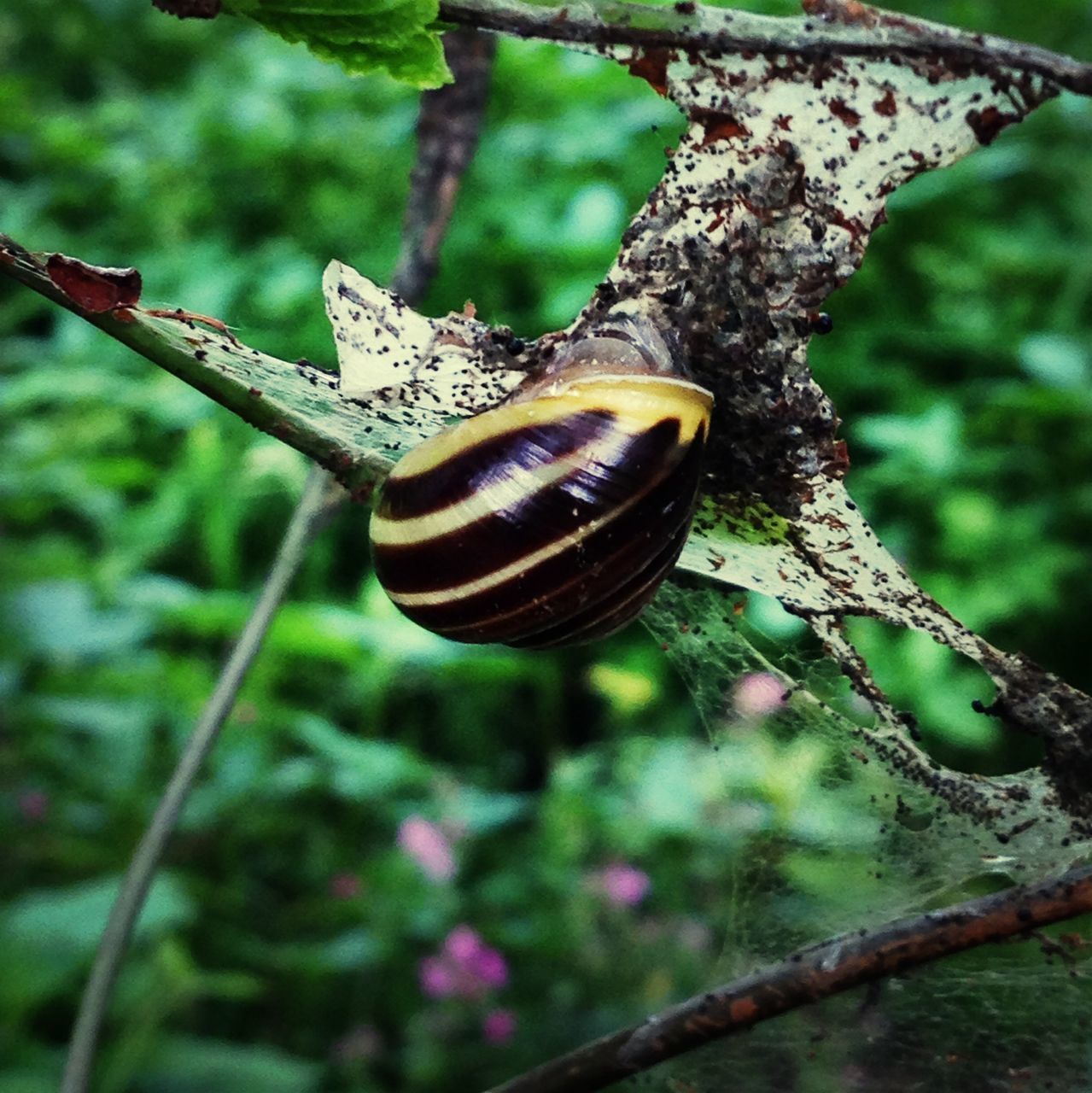 animals in the wild, one animal, animal themes, wildlife, insect, focus on foreground, butterfly - insect, close-up, perching, nature, butterfly, tree, branch, beauty in nature, leaf, plant, natural pattern, outdoors, day, animal antenna