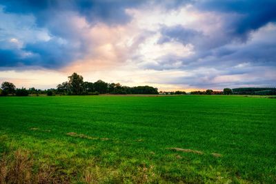 Scenic view of agricultural field against sky