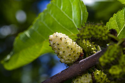 A closeup photo of  a fruiting mulberry
tree at the local nature reserve