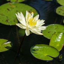 Close-up of lotus water lily