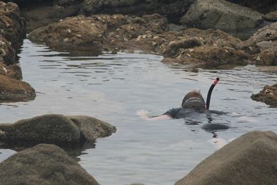 Swan swimming on lake