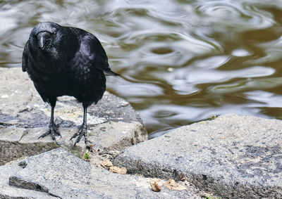 High angle view of bird perching on rock