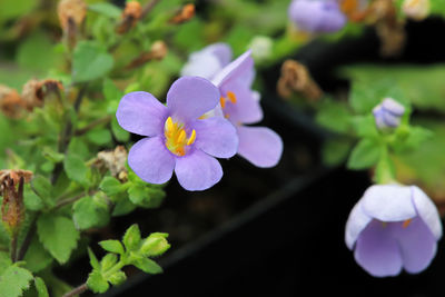 Close-up of purple flowering plant