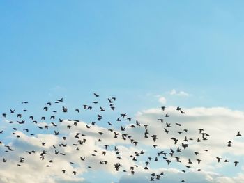 Low angle view of birds flying in sky