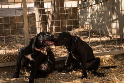 Dogs in a horse