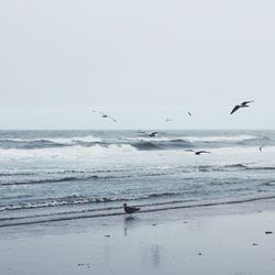 Birds flying over sea against clear sky