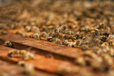 Close-up of bee on wood