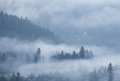 Panoramic view of trees on landscape against sky