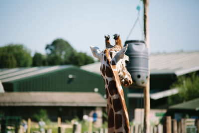 Close-up of animal hanging on wood against sky