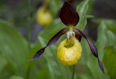 Close-up of yellow flowering plant