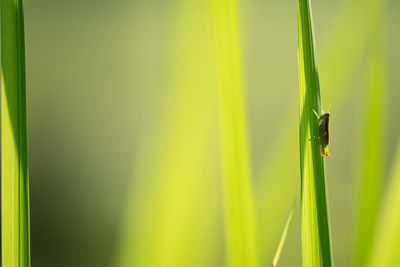 Close-up of insect on plant