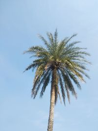 Low angle view of palm tree against sky
