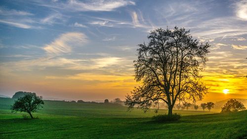 Tree against sky during sunset